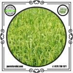 katarivog rice dinajpur