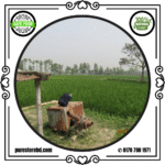 katarivog rice sugondhi